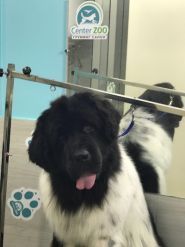 Center ZOO, грумінг-салон фото