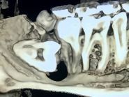 Зуб Мудрості, стоматологічний кабінет фото