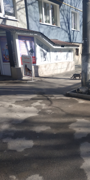 Royal kanin, ветеринарна аптека фото