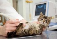 Vet Friend, ветеринарний центр фото
