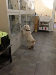 Велес, центр ветеринарної медицини фото