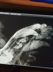 Vet.Praxis, ветеринарна клініка фото