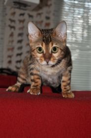 Vet Health, ветеринарна клініка фото