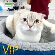 Vip сервис,  ветеринарная клиника фото