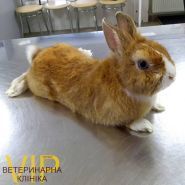 Vip сервіс, ветеринарна клініка фото