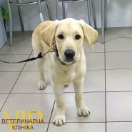 Vip сервіс, ветеринарна клініка фото