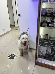 Druzi Vet, ветеринарна клініка фото