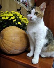 Dialogue, мовний центр фото