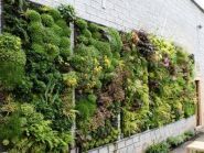 Юлія, вертикальне озеленення фото