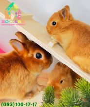 Zoolab, розплідник фото