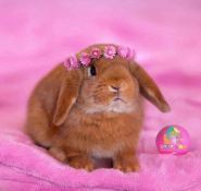 Zoolab, розплідник фото