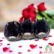 Zoolab, розплідник фото