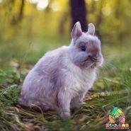 Zoolab, розплідник фото