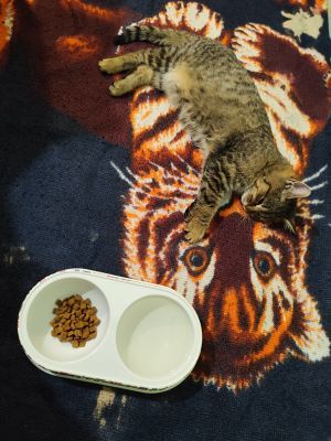 Відгуки про “VetVille, ветеринарна клініка” - фото 2