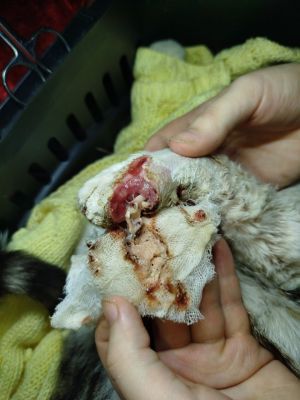 Отзывы о “Дискавери, ветеринарная клиника” - фото 2