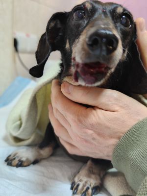 Відгуки про “На Робочій, ветеринарна клініка” - фото 2