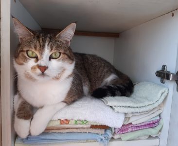 Отзывы о “Клинико-диагностический кабинет болезней мелких домашних животных” - фото 2