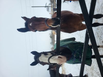 Відгуки про “Моя Мрія, кінний клуб” - фото 2