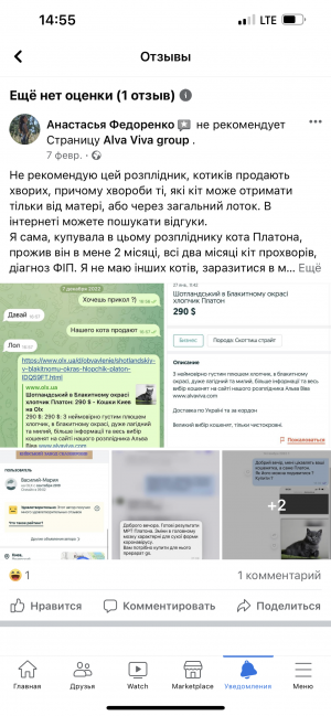 Відгуки про “Alva Viva, домашній розплідник шотландських кішок” - фото 2