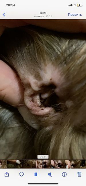 Отзывы о “МОПСиК, зоомагазин” - фото 2