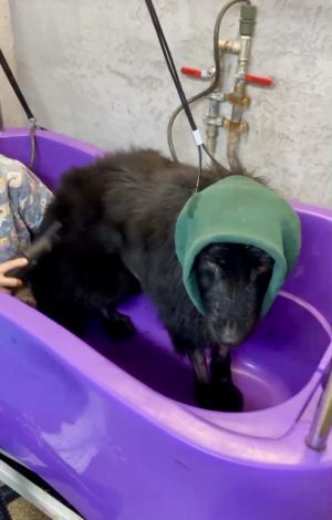 Отзывы о “Budka, груминг-салон” - фото 2