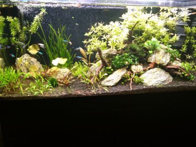 Отзывы о “Palamarchuk Aqua Design, студия аквариумов” - фото 2