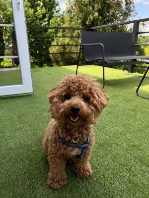 Отзывы о “Яблунева садиба, частная усадьба” - фото 2