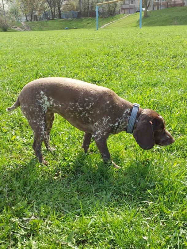 Відгуки про “Jazzy, грумінг-салон” - фото 1