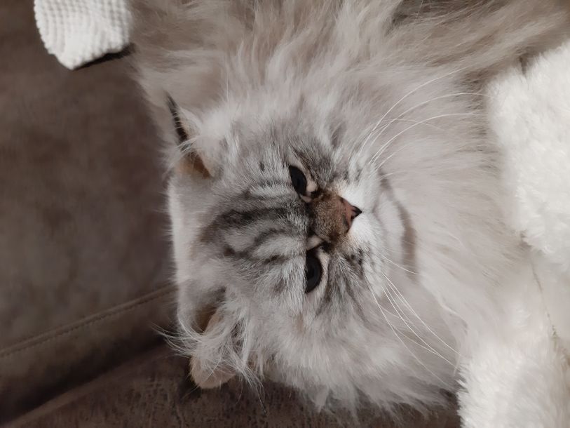 Відгуки про “Amigo – ветеринарна клініка, зоомагазин” - фото 1