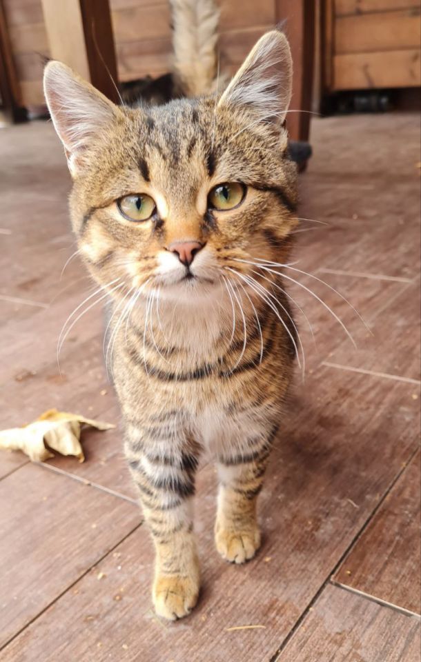 Відгуки про “VetVille, ветеринарна клініка” - фото 1