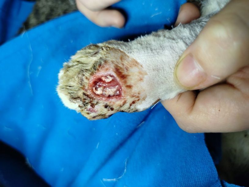 Отзывы о “Дискавери, ветеринарная клиника” - фото 1