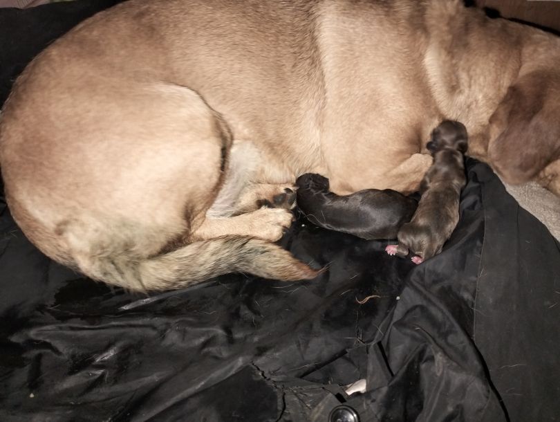 Відгуки про “ВетМір, ветеринарна клініка” - фото 1