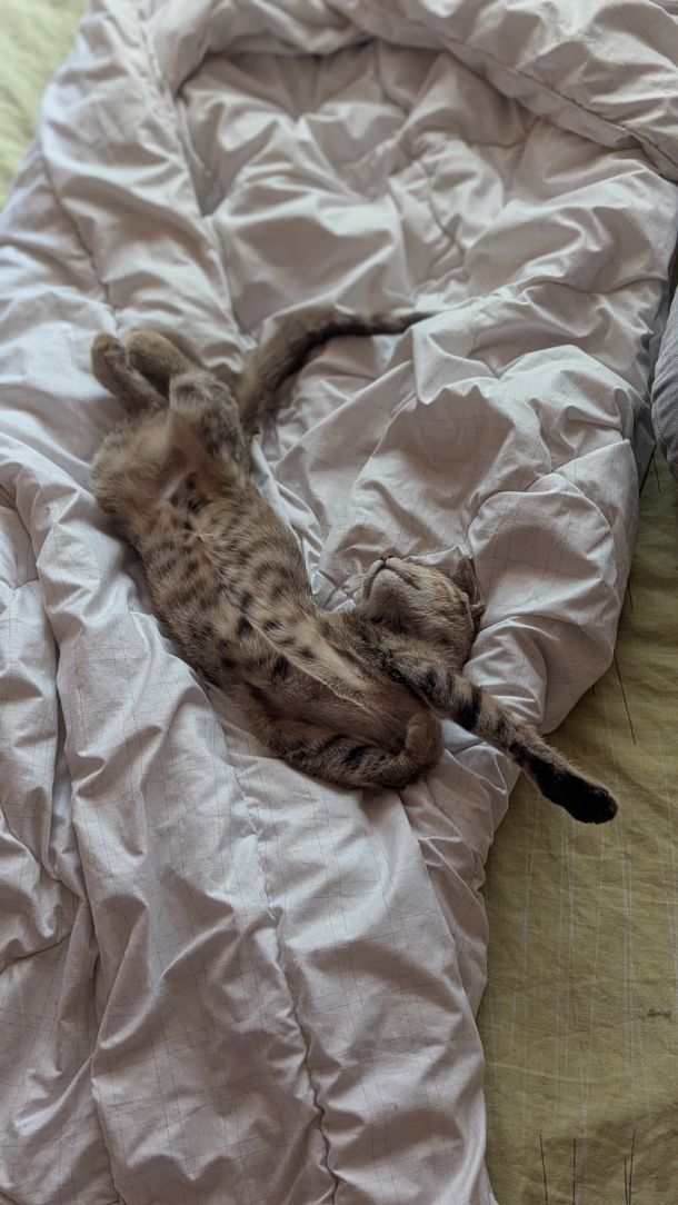 Отзывы о “Дискавери, ветеринарная клиника” - фото 2