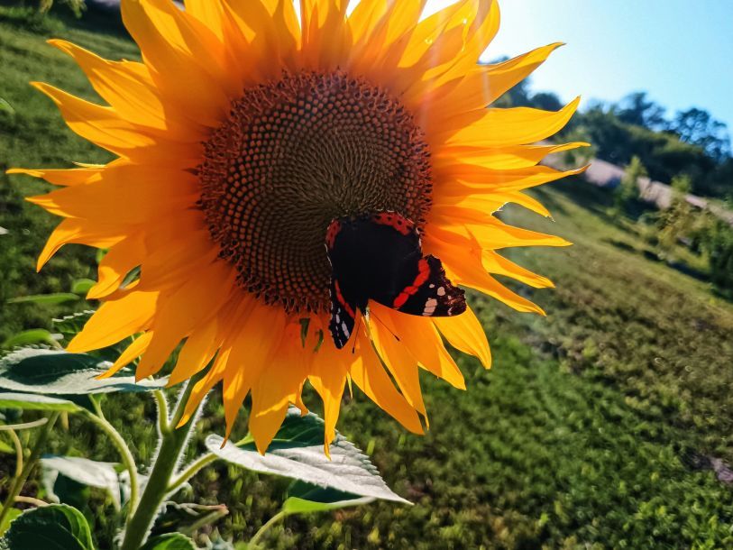 Отзывы о “Верба, глемпинг” - фото 1