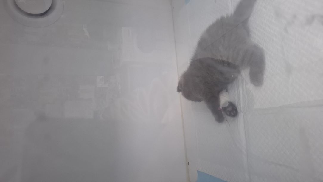 Отзывы о “VetLife, ветеринарная клиника” - фото 1