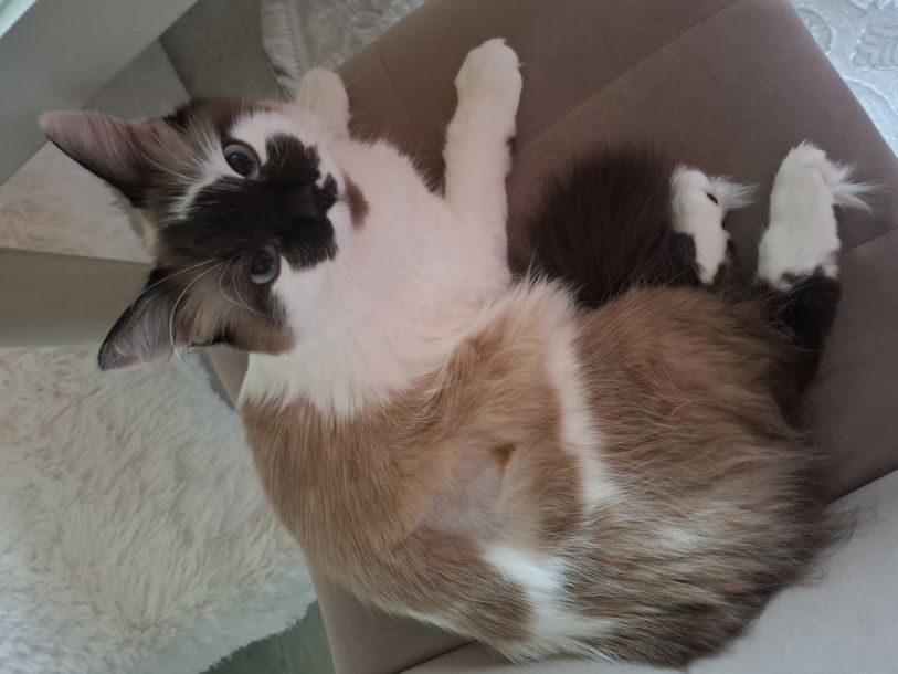 Отзывы о “Дай лапу, ветклиника” - фото 1