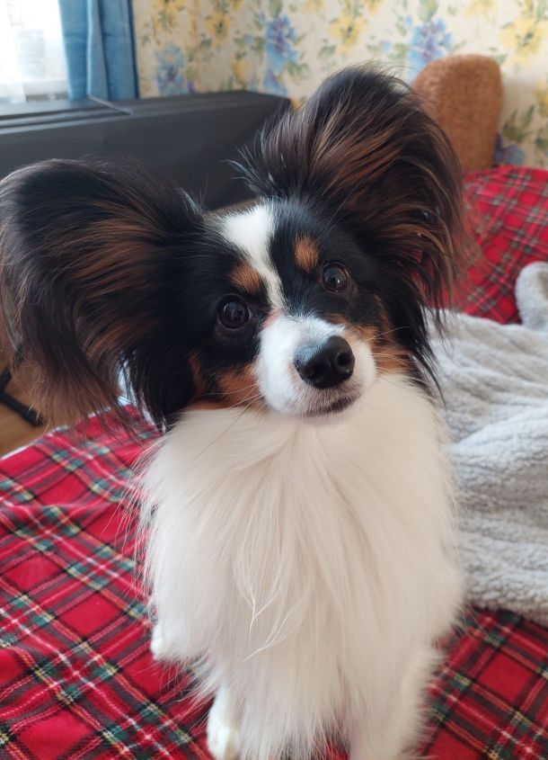 Отзывы о “Дискавери, ветеринарная клиника” - фото 1