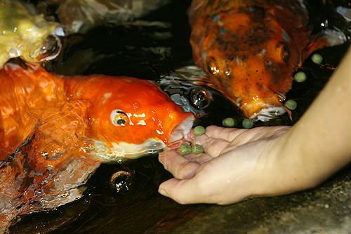 Відгуки про “Короп Коі, магазин ставкових риб” - фото 1