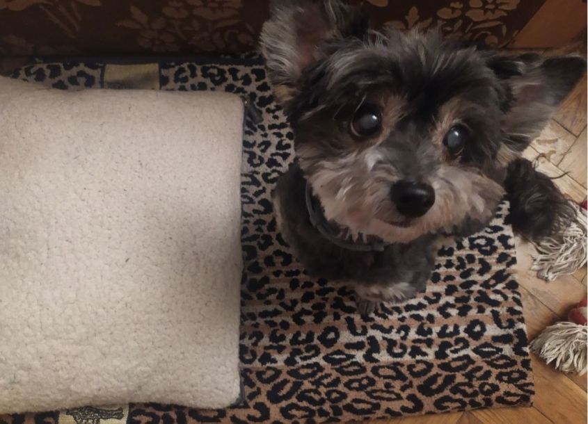 Отзывы о “VetGeneration Holosiiv, ветеринарная клиника” - фото 1