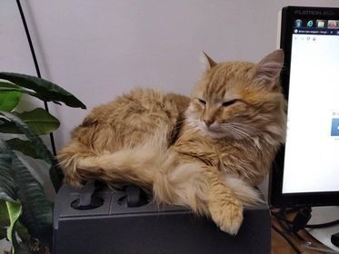 Отзывы о “Клинико-диагностический кабинет болезней мелких домашних животных” - фото 1