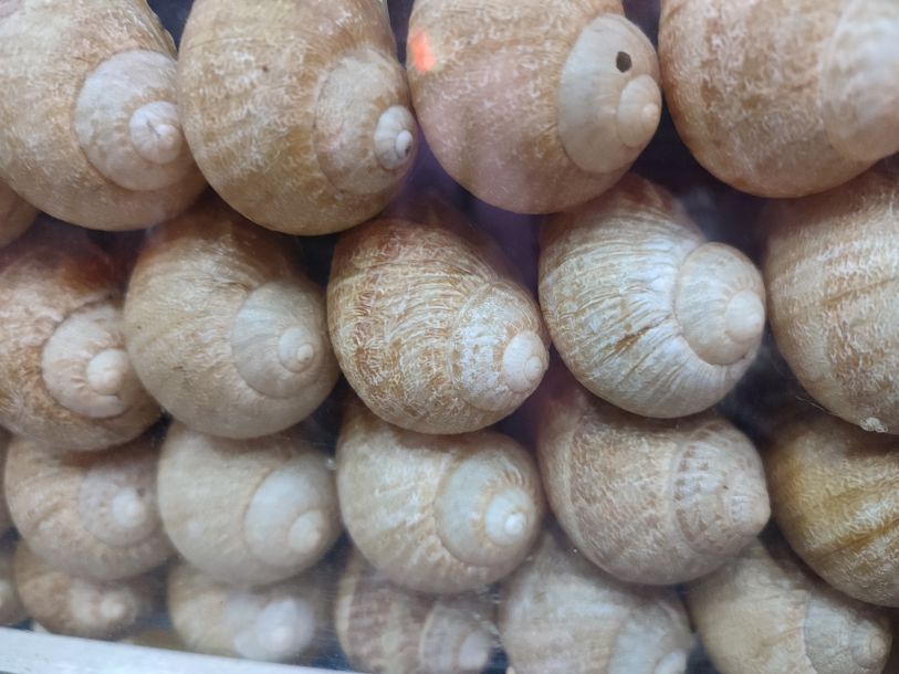 Відгуки про “Zap.Ravlik, вирощування та переробка середньоземноморських равликів” - фото 1