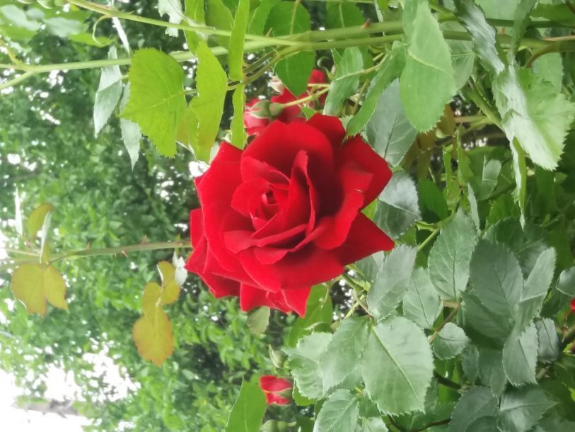 Відгуки про “Меморіал мучеників ХХ століття за віру” - фото 1