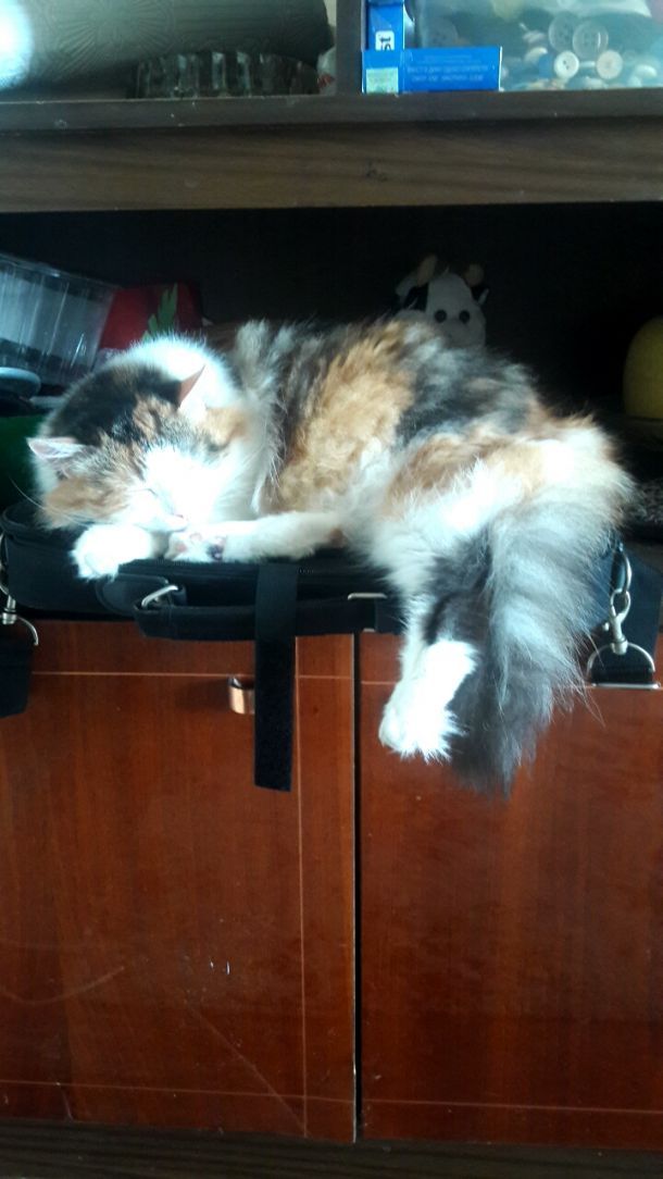 Відгуки про “Чотири лапи, ветеринарна клініка” - фото 1