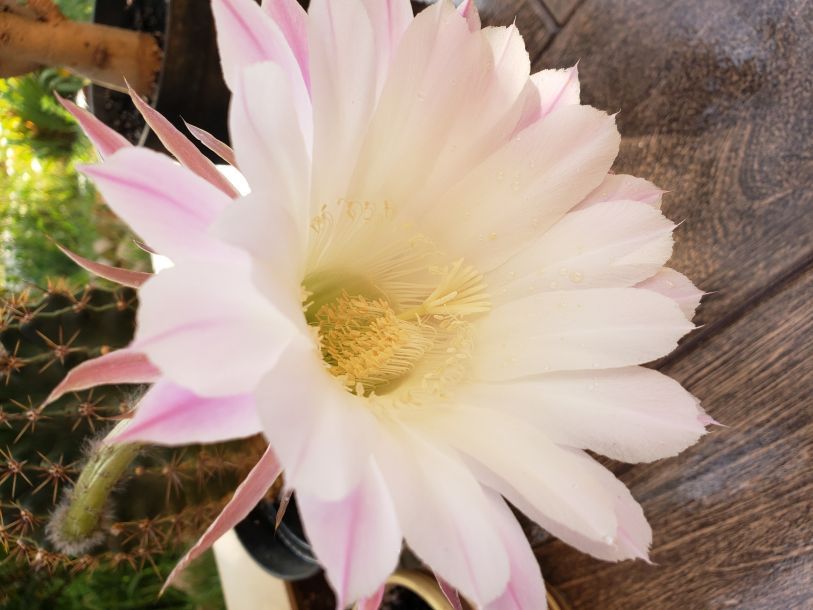 Відгуки про “Завжди Красива, косметологічний салон” - фото 1