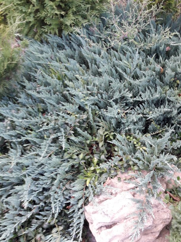 Відгуки про “Garden-KR, розплідник рослин” - фото 1