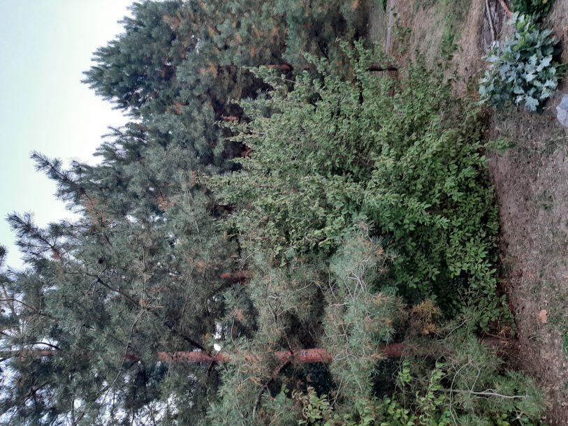 Відгуки про “Цвєт, база відпочинку” - фото 1