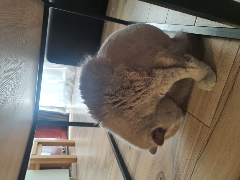 Відгуки про “IrisPet, грумінг-салон” - фото 1