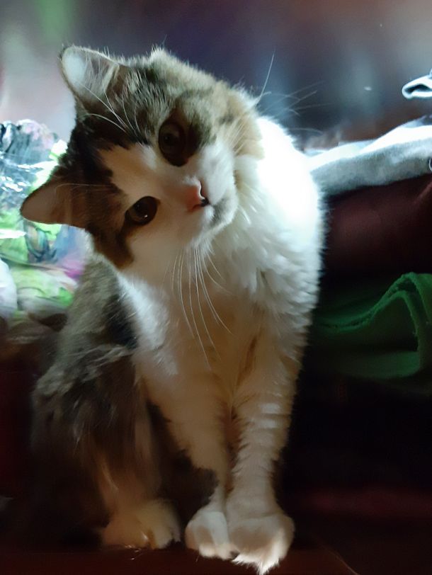 Відгуки про “ВетМір, ветеринарна клініка” - фото 1