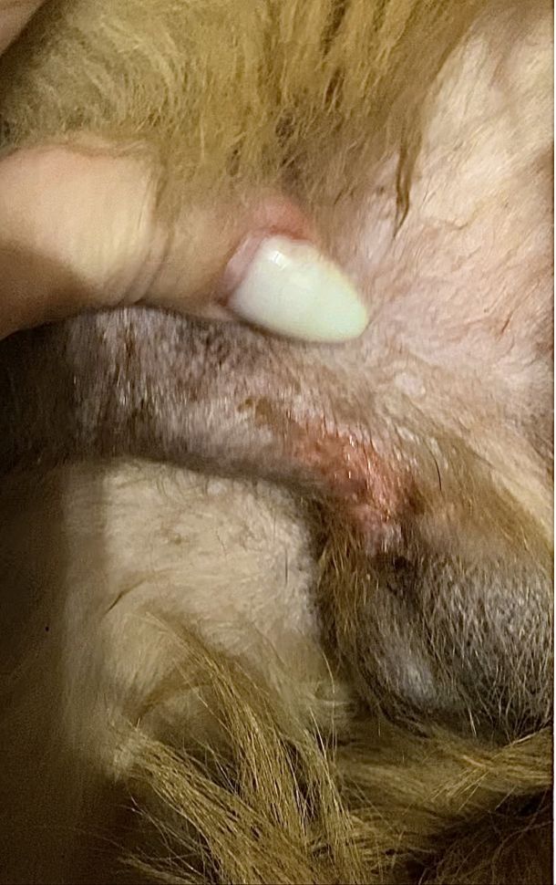 Отзывы о “МОПСиК, зоомагазин” - фото 1