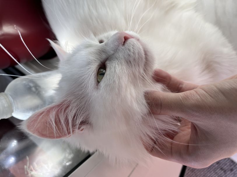 Відгуки про “Асті, ветеринарна клініка” - фото 1